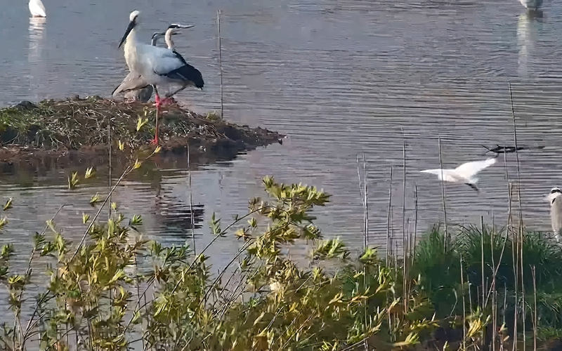 “鳥(niǎo)界國(guó)寶”東方白鸛成群現(xiàn)身南京